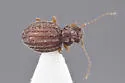 Dasycerus unicoi