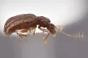 Dasycerus unicoi - photo 2