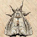 Dasychira atrivenosa - Hodges#8299