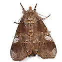 Cinnamon Tussock Moth - Hodges#8300 - photo 2