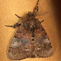 Cinnamon Tussock Moth - Hodges#8300 - photo 3