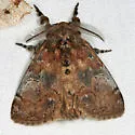Cinnamon Tussock Moth - Hodges#8300 - photo 4