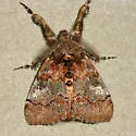 Cinnamon Tussock Moth - Hodges#8300 - photo 5