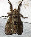 Dasychira dominickaria - Hodges#8303