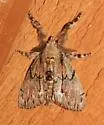 Dasychira dominickaria - Hodges#8303 - photo 4