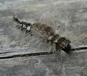 Sharp-lined Tussock - Hodges#8293