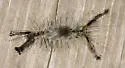 Sharp-lined Tussock - Hodges#8293 - photo 2