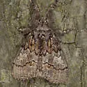 Sharp-lined Tussock - Hodges#8293 - photo 4