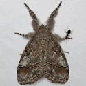 Sharp-lined Tussock - Hodges#8293 - photo 5