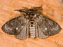 Dasychira grisefacta - Hodges#8306