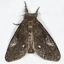 Dasychira grisefacta - Hodges#8306 - photo 2