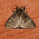 Dasychira grisefacta - Hodges#8306 - photo 4