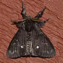 Dasychira grisefacta - Hodges#8306 - photo 5