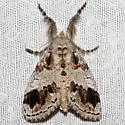 Dasychira leucophaea - Hodges#8301