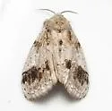 Dasychira leucophaea - Hodges#8301 - photo 2
