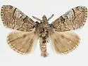 Dasychira mescalera - Hodges#8295