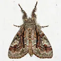 Streaked Tussock Moth - Hodges#8302 - photo 2
