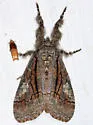 Streaked Tussock Moth - Hodges#8302 - photo 3