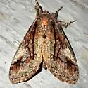 Streaked Tussock Moth - Hodges#8302 - photo 4