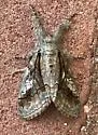 Streaked Tussock Moth - Hodges#8302 - photo 5