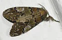 Pine Tussock Moth - Hodges#8305