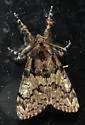 Pine Tussock Moth - Hodges#8305 - photo 2