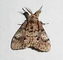 Pine Tussock Moth - Hodges#8305 - photo 3