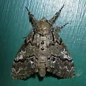 Pine Tussock Moth - Hodges#8305 - photo 4