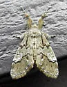 Pine Tussock Moth - Hodges#8305 - photo 5