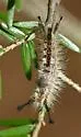 Northern Pine Tussock Moth - Hodges#8304 - Dasychira plagiata