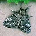 Northern Pine Tussock Moth - Hodges#8304 - photo 2