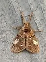 Northern Pine Tussock Moth - Hodges#8304 - photo 3
