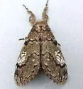 Northern Pine Tussock Moth - Hodges#8304 - photo 5