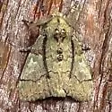 Dasychira tephra - Hodges#8292 - photo 2