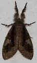 Dasychira tephra - Hodges#8292 - photo 4