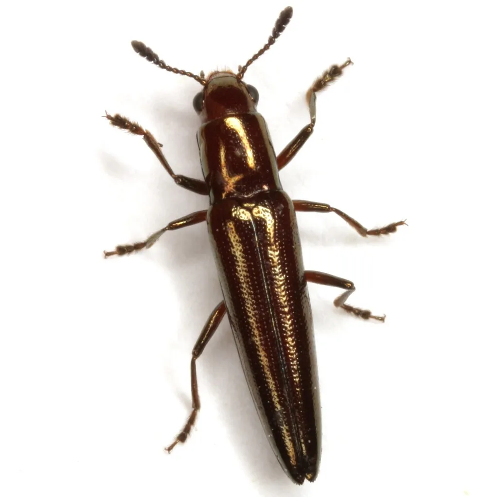 Dasydactylus cnici - photo 2