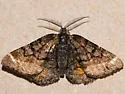 Red-winged Wave - Hodges#6426