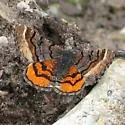 Red-winged Wave - Hodges#6426 - photo 2