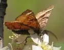 Red-winged Wave - Hodges#6426 - photo 3