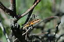 Red-winged Wave - Hodges#6426 - photo 4