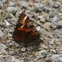 Red-winged Wave - Hodges#6426 - photo 5