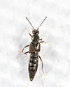 Dasygnypeta nigrella - photo 3