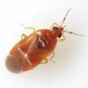 Dasyleistes assimilis