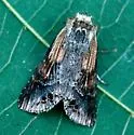 Black-spotted Prominent - Hodges#7957