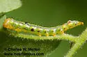 Western Legume Prominent - Hodges#7959