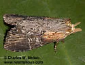Western Legume Prominent - Hodges#7959 - photo 2
