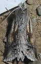 Dasylophia saturata - Hodges#7957.2