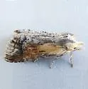 Dasylophia saturata - Hodges#7957.2 - photo 2