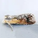 Dasylophia saturata - Hodges#7957.2 - photo 3