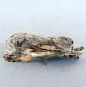 Dasylophia saturata - Hodges#7957.2 - photo 4